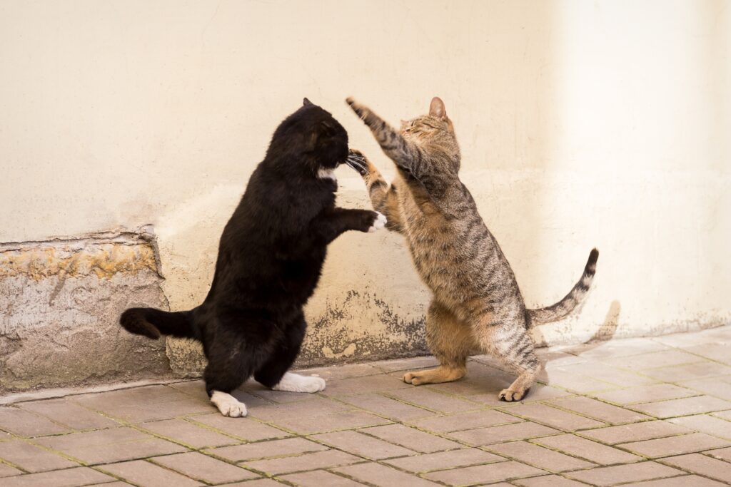 How to Handle Territorial Cat Behavior Practical Ways to Stop Aggression and Marking at Home