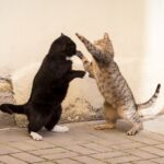 How to Handle Territorial Cat Behavior: Practical Ways to Stop Aggression and Marking at Home