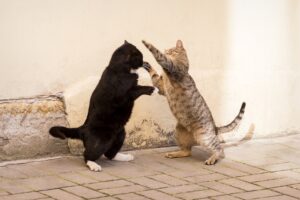 How to Handle Territorial Cat Behavior Practical Ways to Stop Aggression and Marking at Home