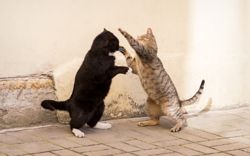 How to Handle Territorial Cat Behavior Practical Ways to Stop Aggression and Marking at Home